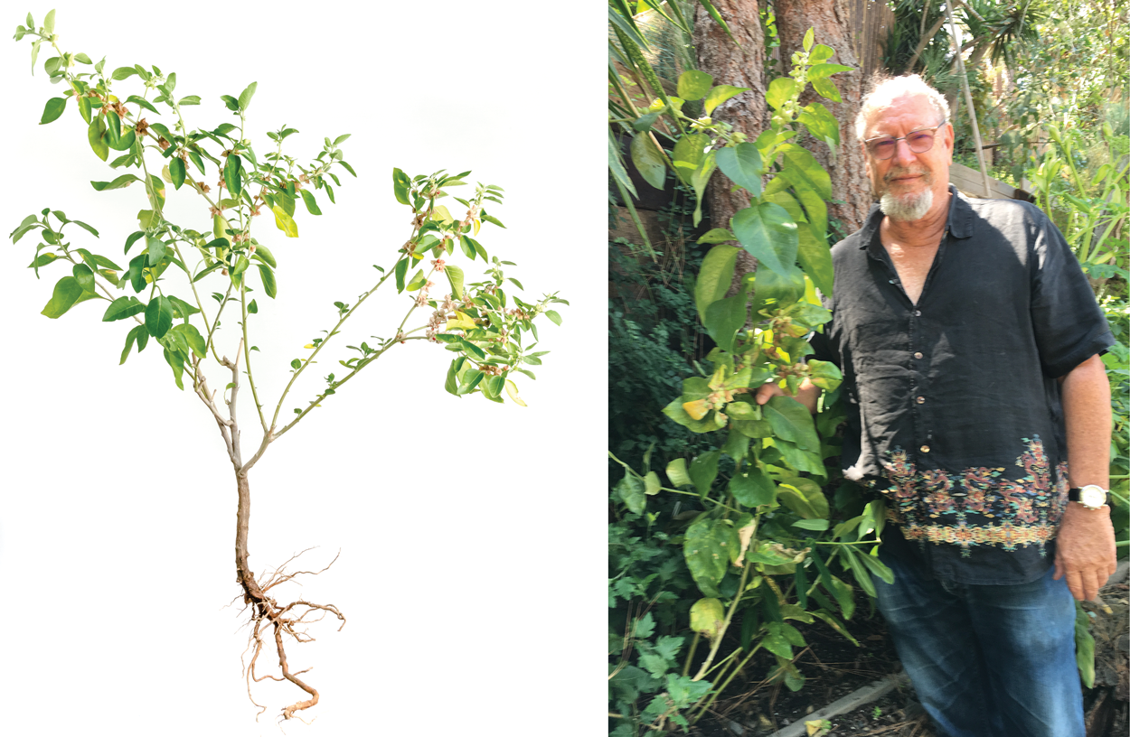 Ron And Ashwagandha Plant