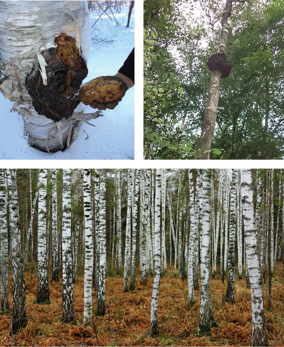 Chaga In Siberian Forest