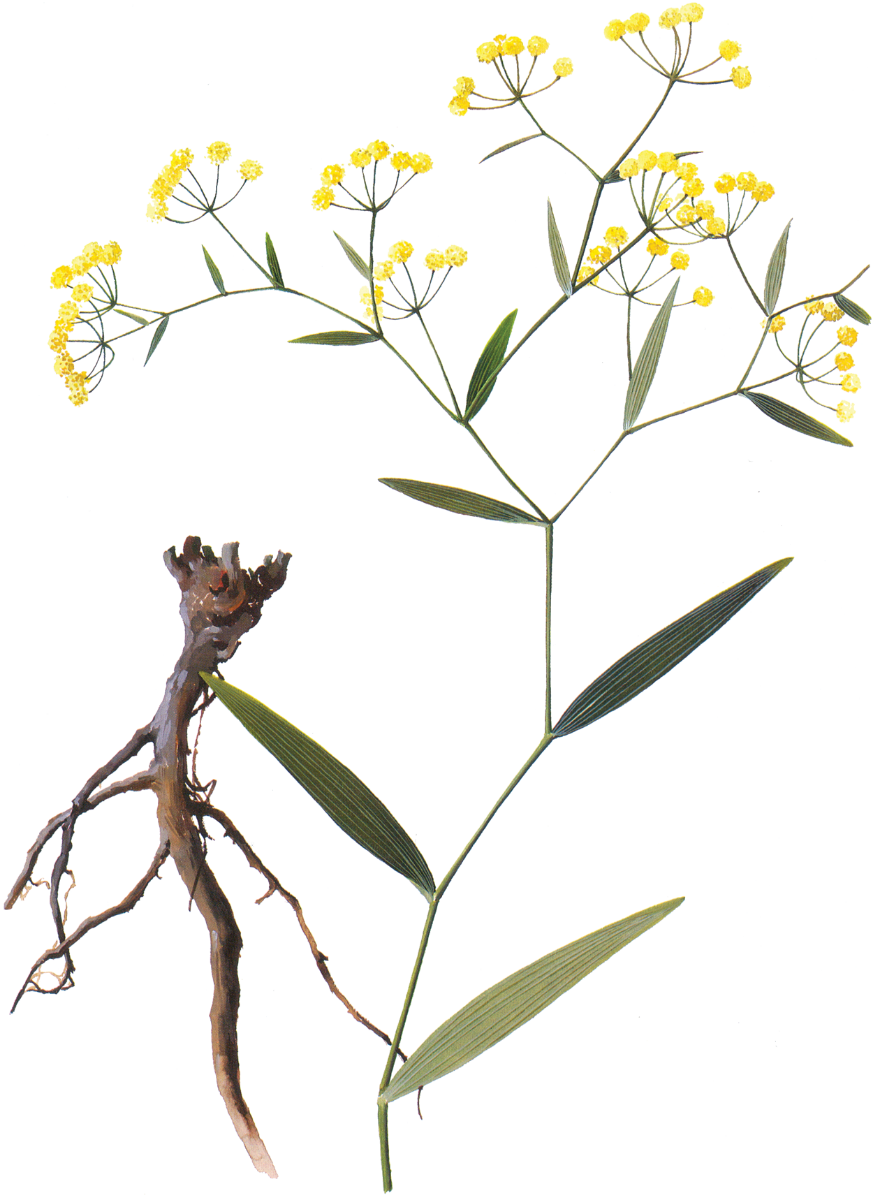 Bupleurum