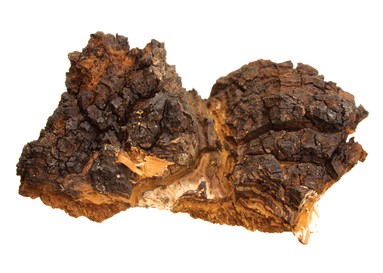 Chaga mushroom Chunk