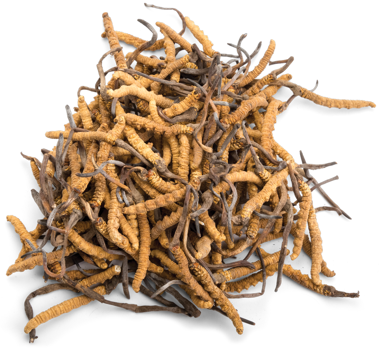 Dried Wild Tibetan Cordyceps