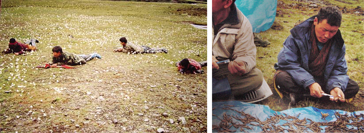 Cordyceps Mushroom Collection