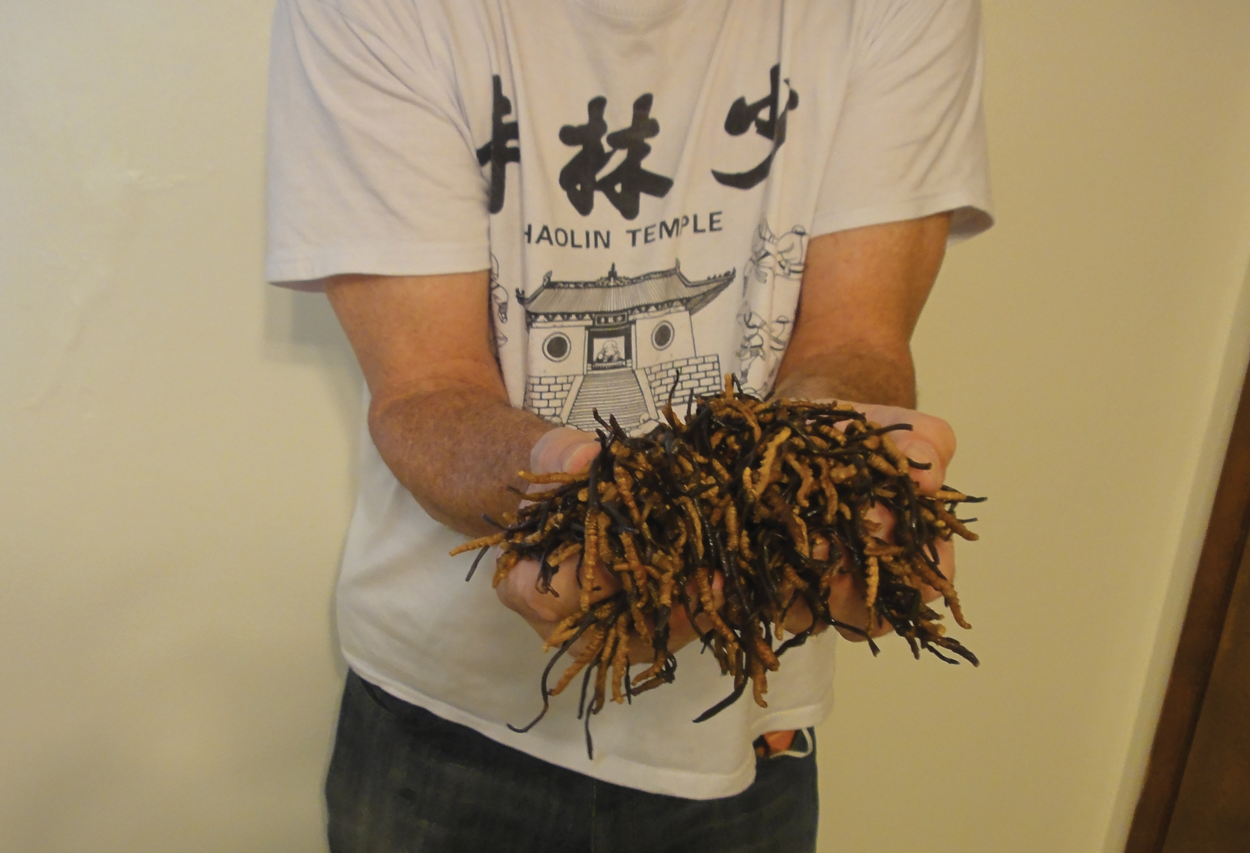 Ron Holds Freshly Collected Wild Cordyceps