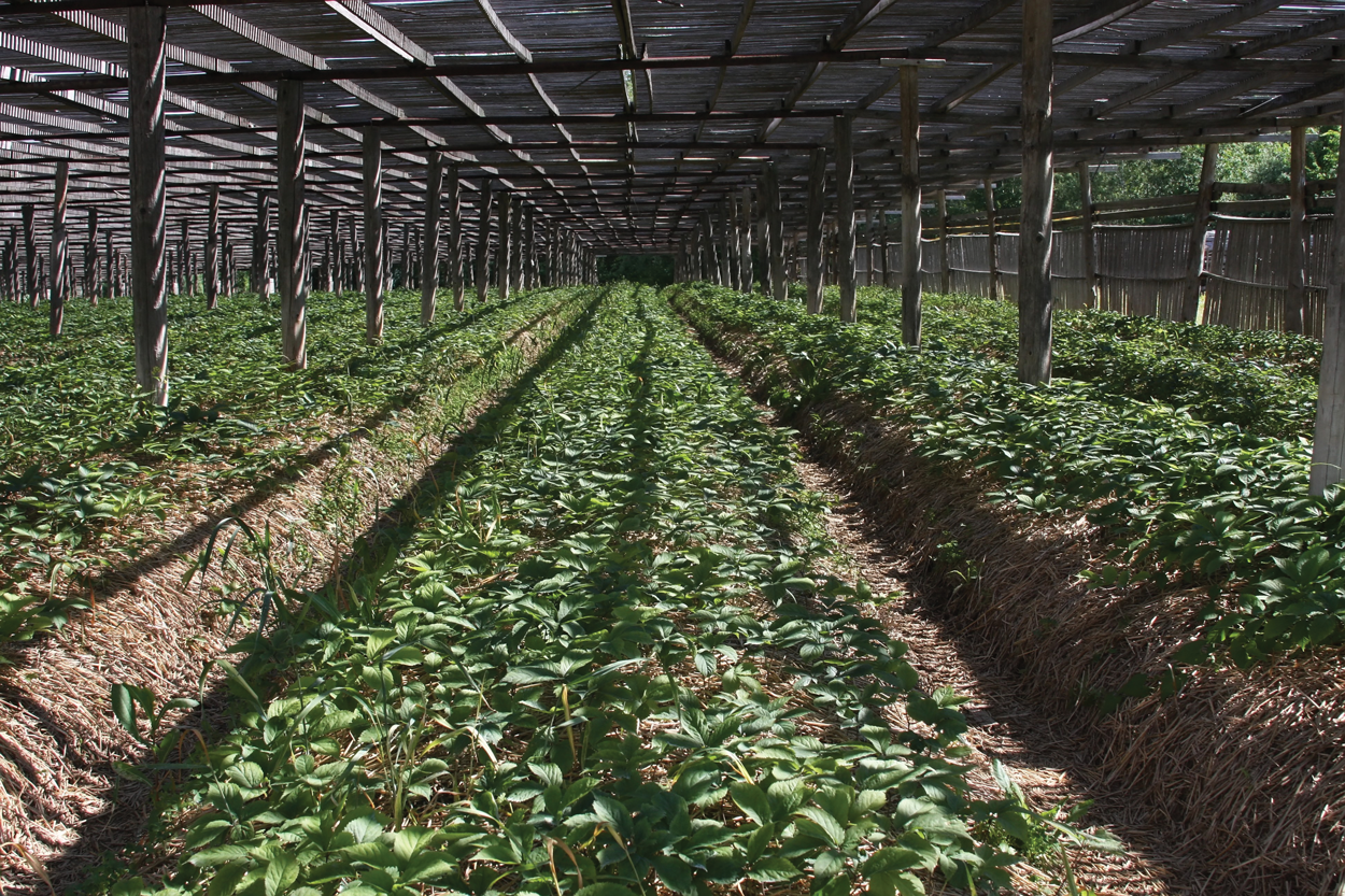 Organic Ginseng Plantation