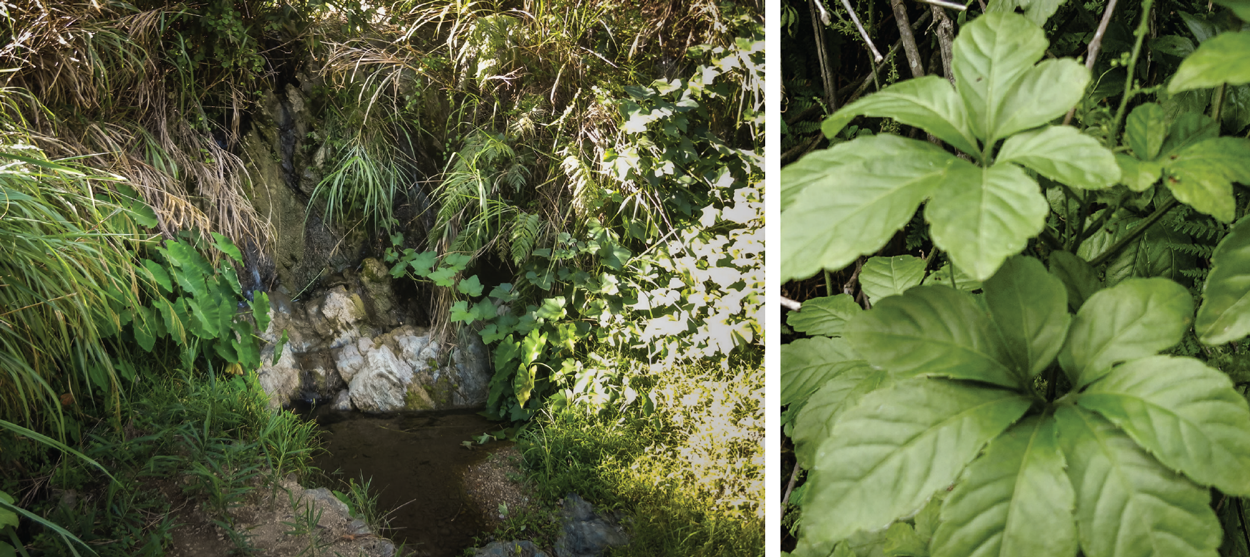 gynostemma in spring water