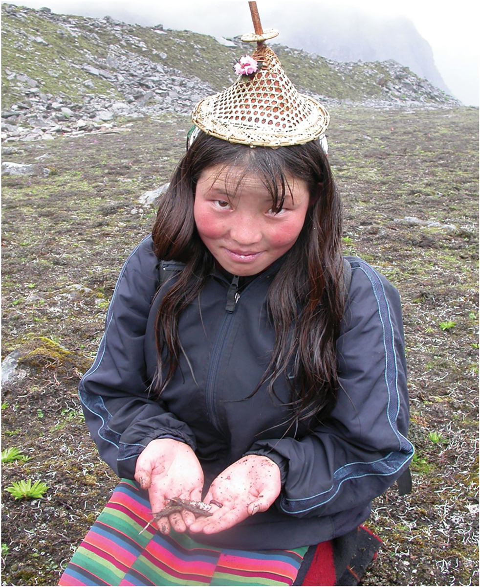 Mountain Girl Collects Cordyceps Mountain Girl Collects Cordyceps