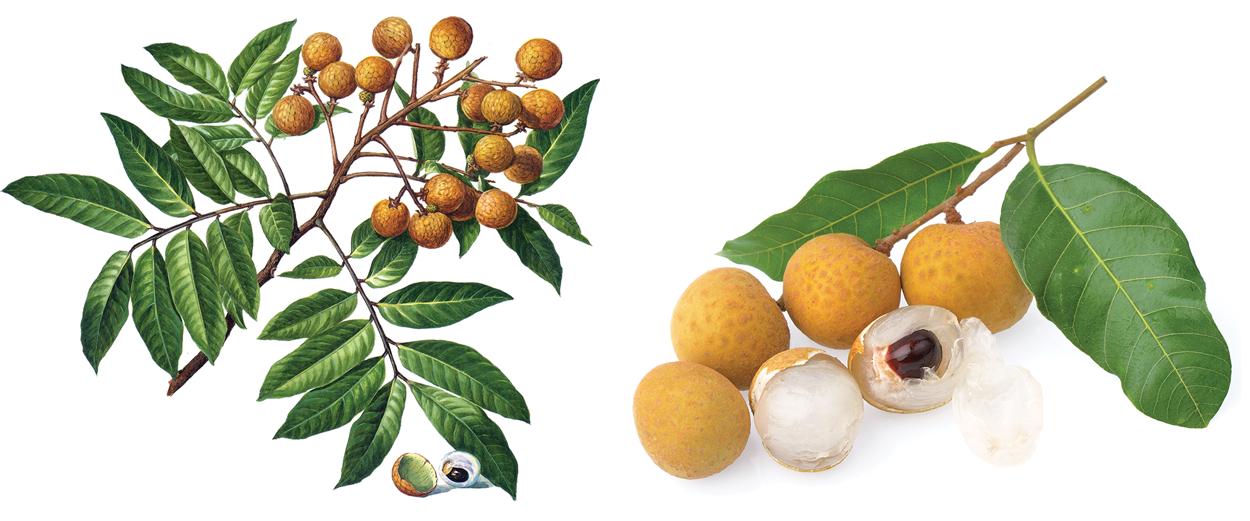 Longan Longan