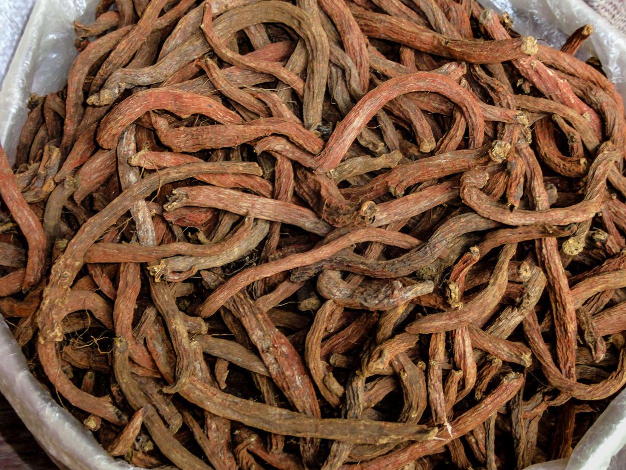 red salvia dried root