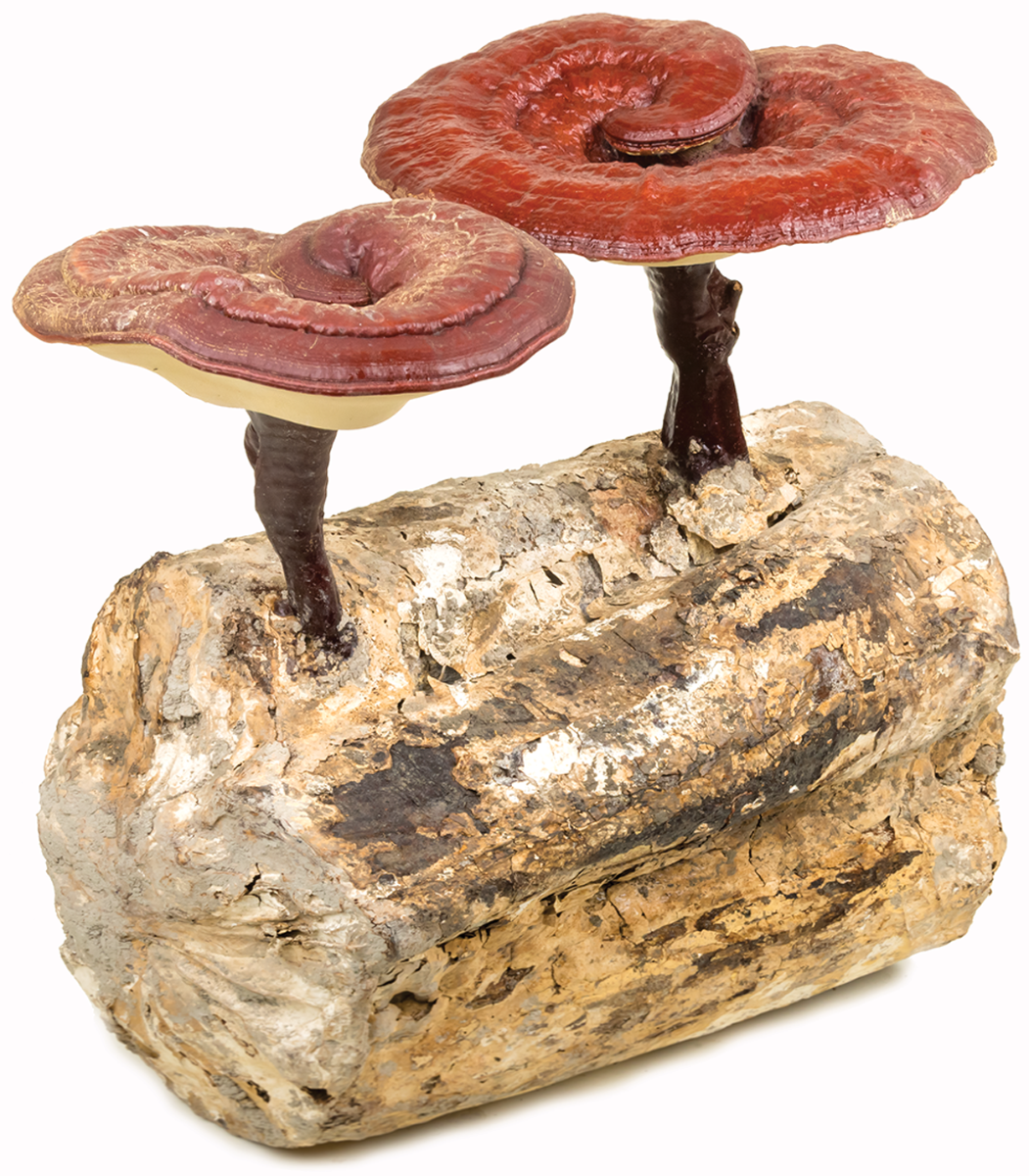 Duanwood Reishi Mushrooms Grown On Forest Log