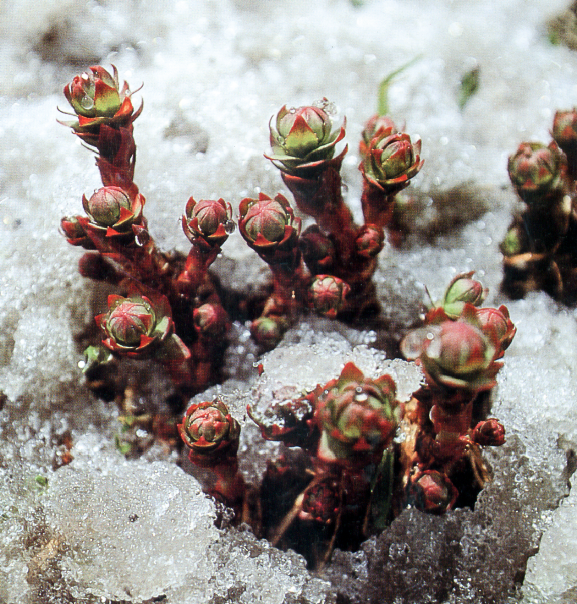 Rhodiola In Snow