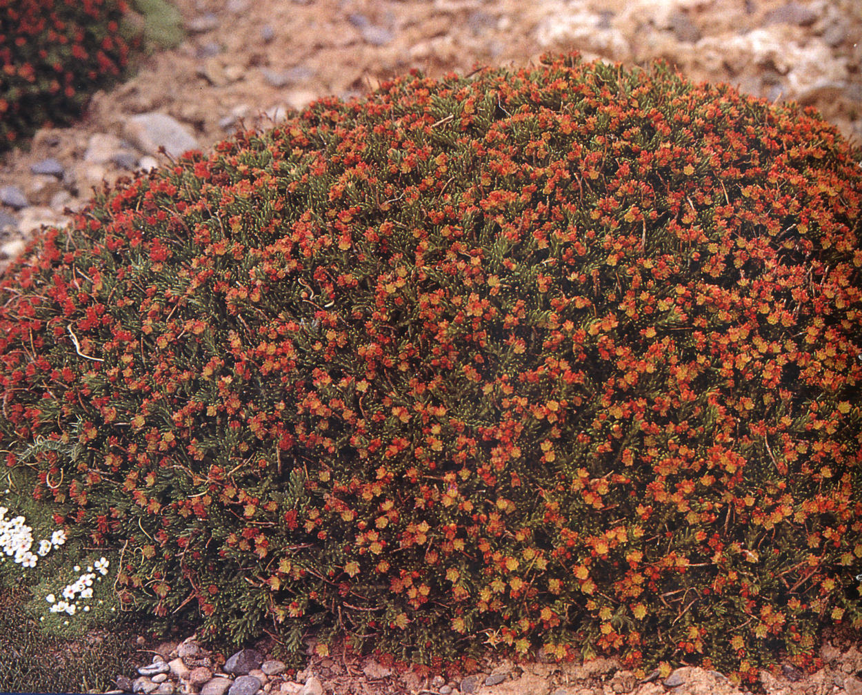 wild rhodiola blooming