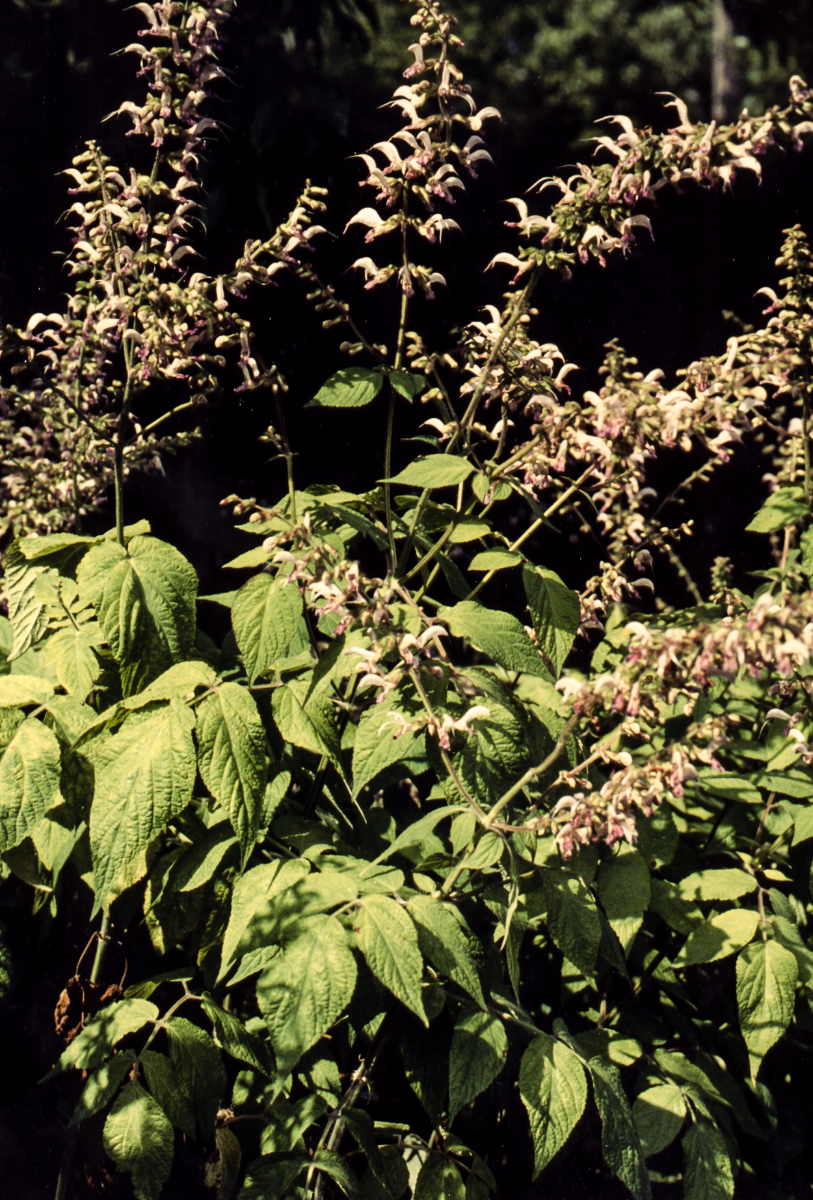 asian red salvia plant