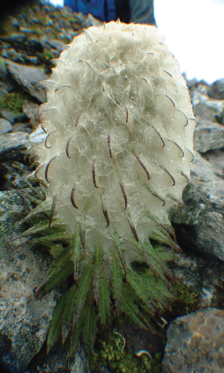 Wild Snow Lotus flower