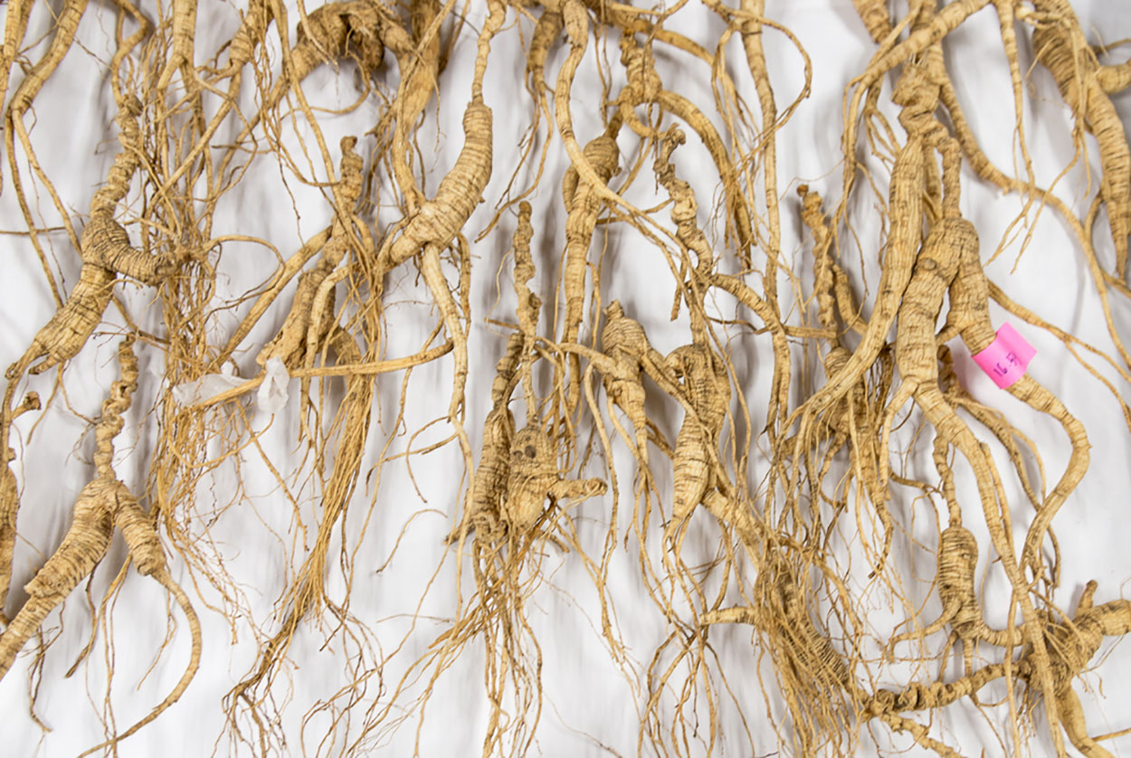 50 year old wild American Ginseng