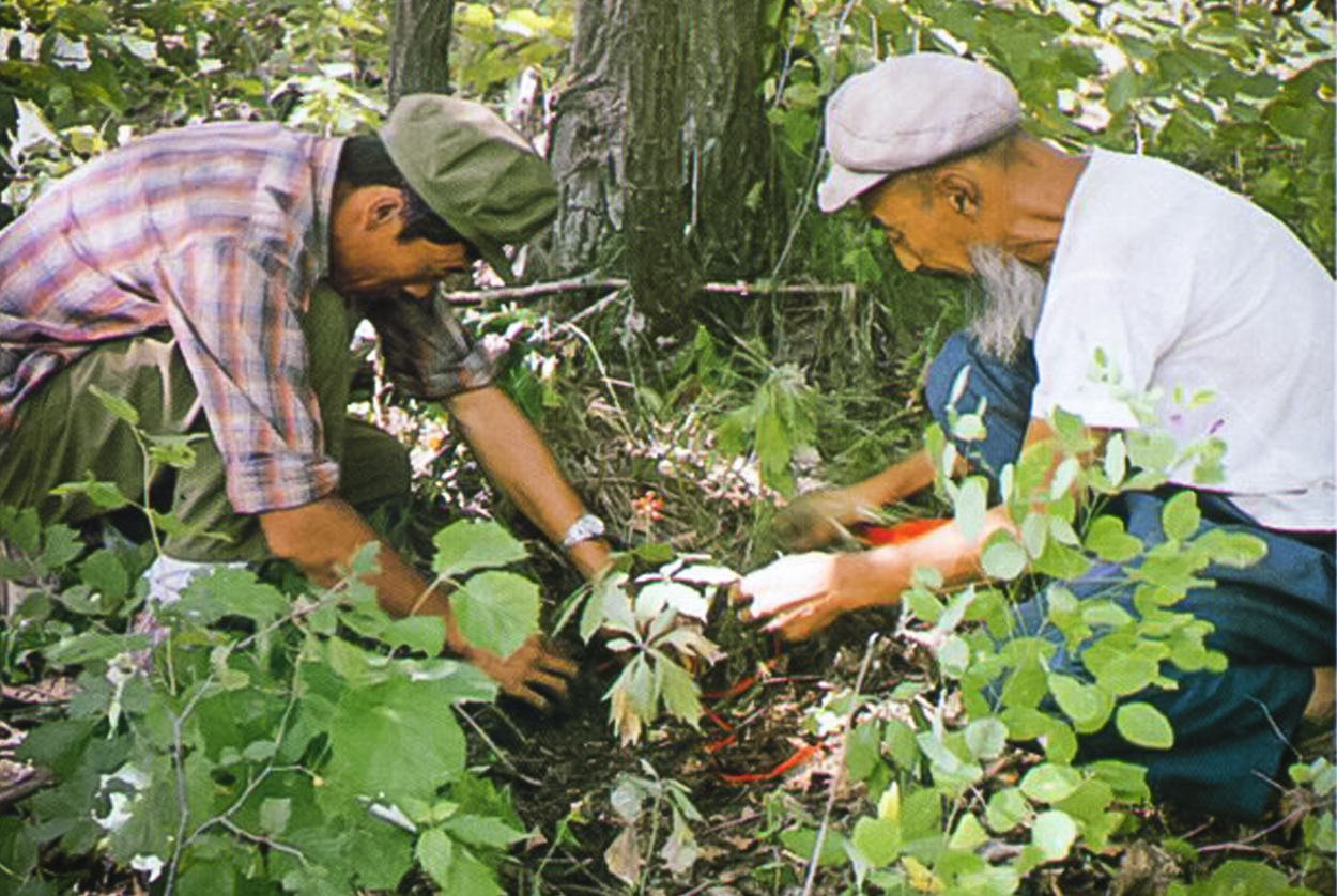 Wild ginseng collectors in China