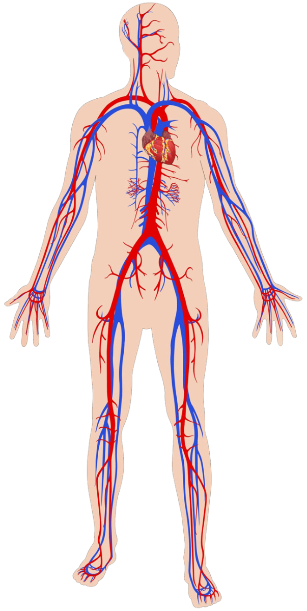 Body