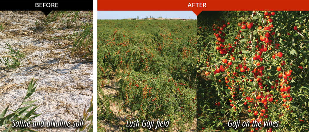 Goji Land