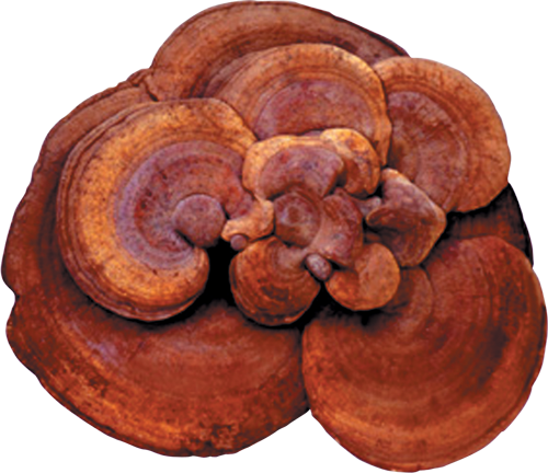 Reishi