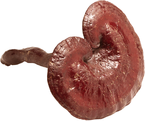 Fruiting Body