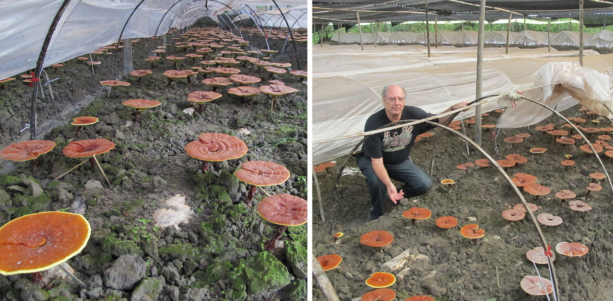 Ron and Reishi Farm
