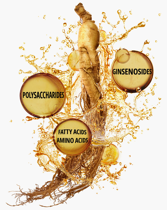 Ginseng