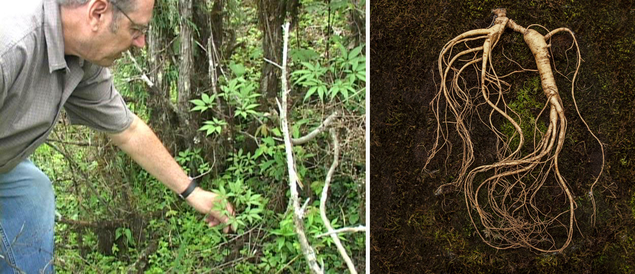 Wild ginseng