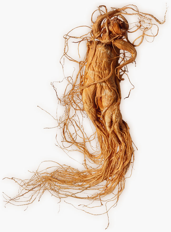 Ginseng