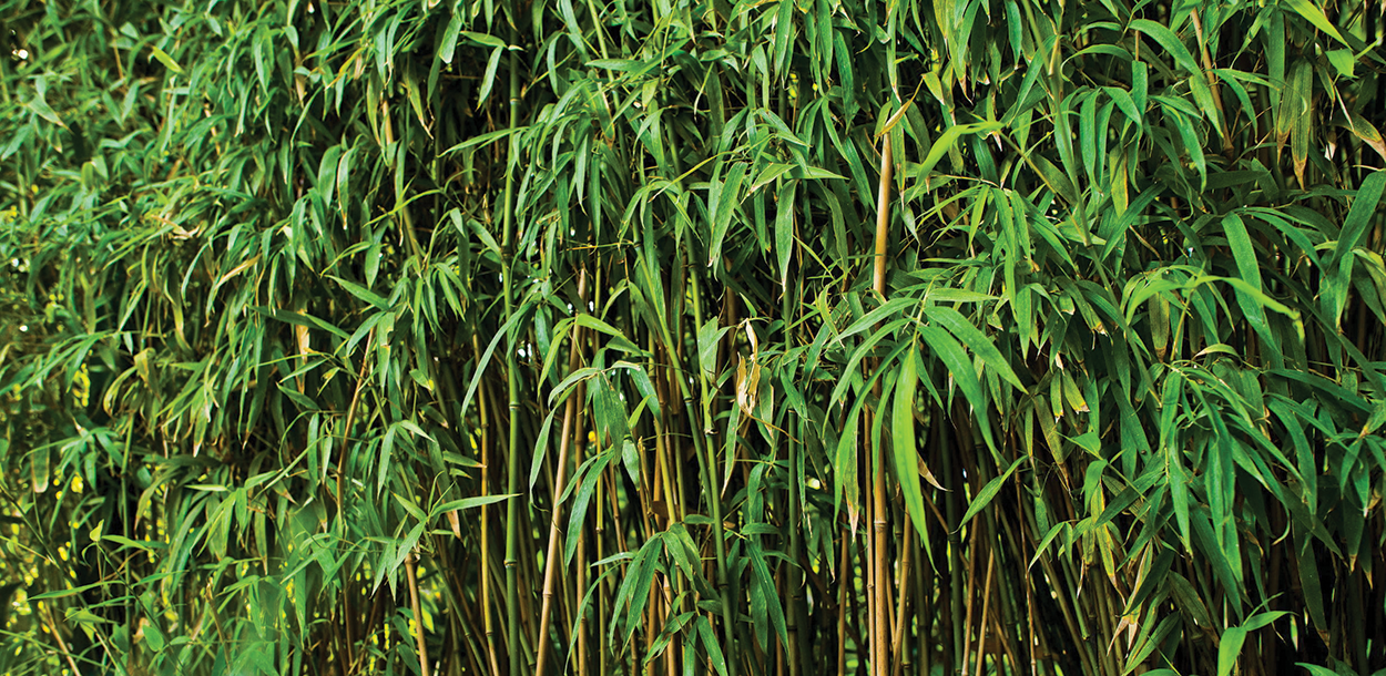 Bamboo