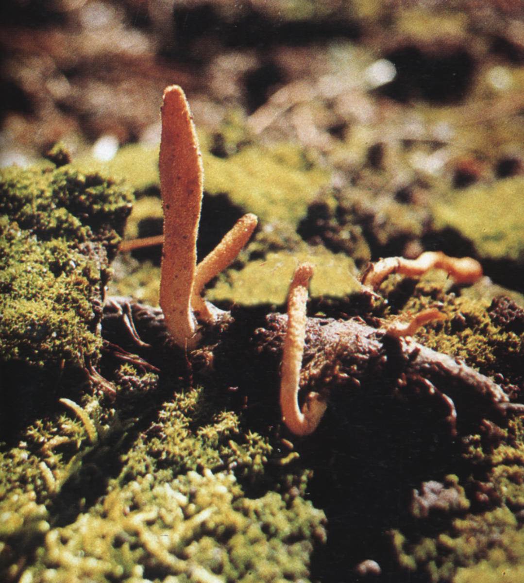 Wild Cordyceps mushroom