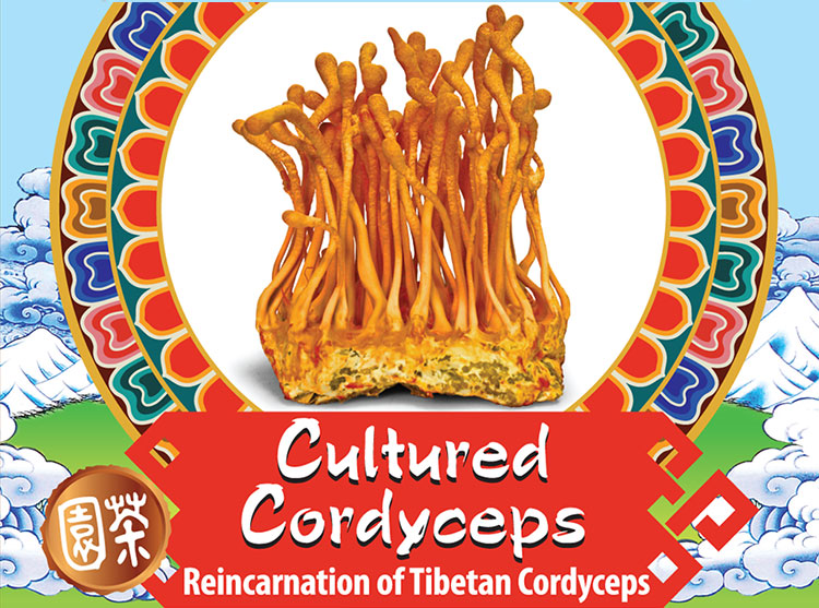 Cultured Cordyceps